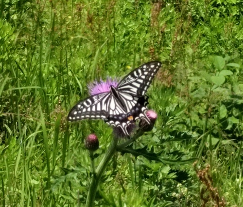 Chinese Yellow Swallowtail