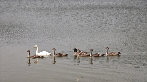Mute Swan