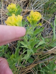 Castilleja hispida