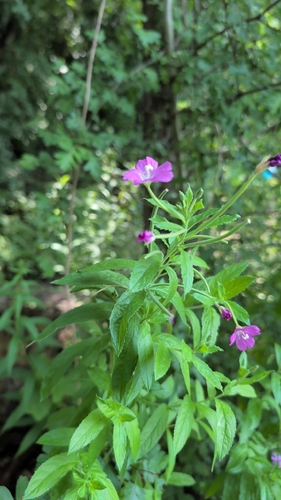 Great Willowherb