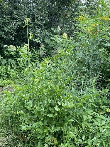 Levisticum officinale, 2026-07-31