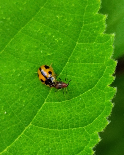Turtle Vein Lady Beetle