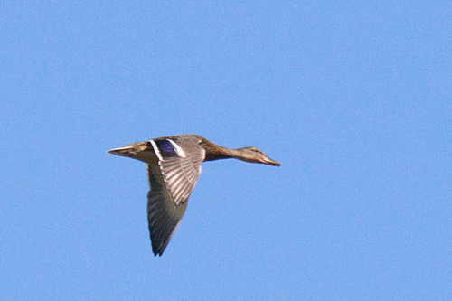 Mallard