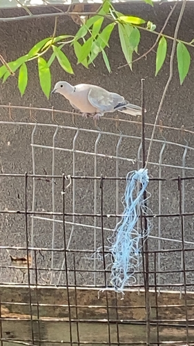 Eurasian Collared-Dove