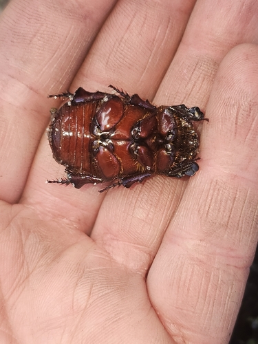 Cheiroplatys bifossus