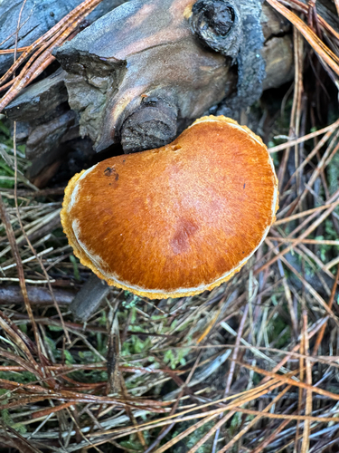 Gymnopilus allantopus