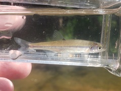 Lythrurus fasciolaris