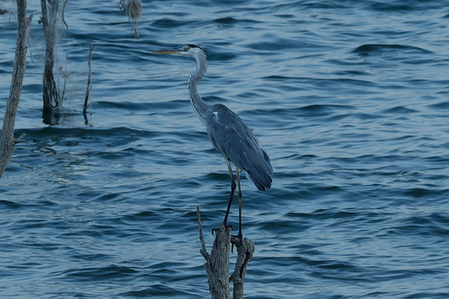 Grey Heron