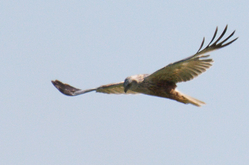 Western Marsh Harrier