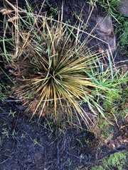 Aciphylla subflabellata
