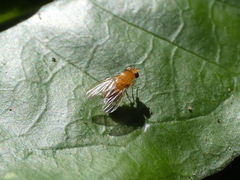 Neogriphoneura