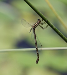 Lestes australis