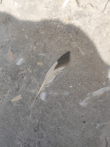 Plume de Huîtrier pie