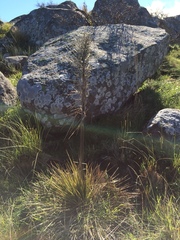 Aciphylla subflabellata