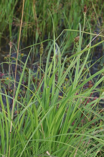 Carex vulpina, photograph 1