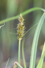 Carex vulpina, photograph (c) Константин Селивёрстов, some rights reserved (CC BY)