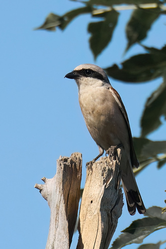Red-backed Shrike