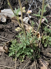 Lithophragma tenellum