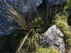 Aciphylla subflabellata