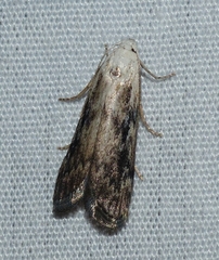 Aphomia fulminalis