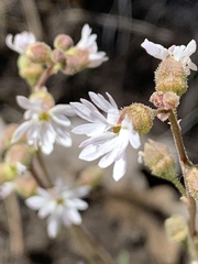Lithophragma tenellum