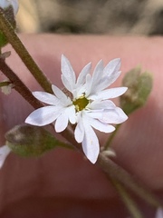 Lithophragma tenellum