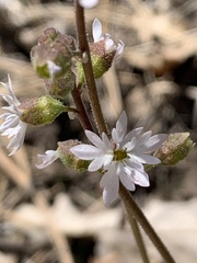 Lithophragma tenellum
