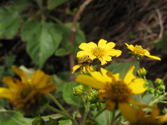 Diabrotica decempunctata