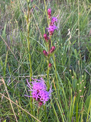 Liatris bracteata