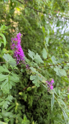 purple loosestrife