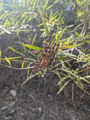 Acacia simsii observed 2026-07-31