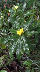 Costus villosissimus