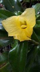 Costus villosissimus