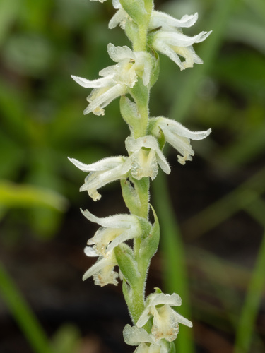 Spring lady's tresses (Spiranthes vernalis)