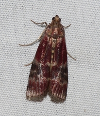 Euzophera ostricolorella