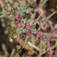 Salsola soda