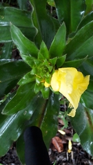 Costus villosissimus