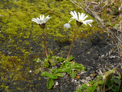 Brachyscome sinclairii