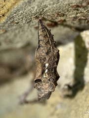 Polygonia interrogationis