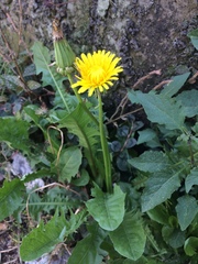 Taraxacum officinale