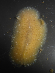 Pseudoceros canadensis