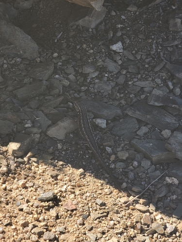 iNaturalist observation photo of Common Sagebrush Lizard