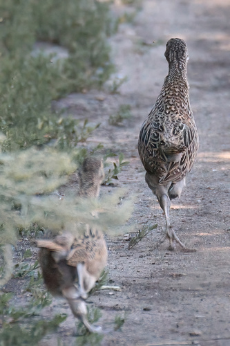 Ring-necked Pheasant