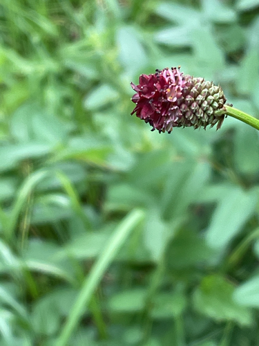 Sanguisorba officinalis