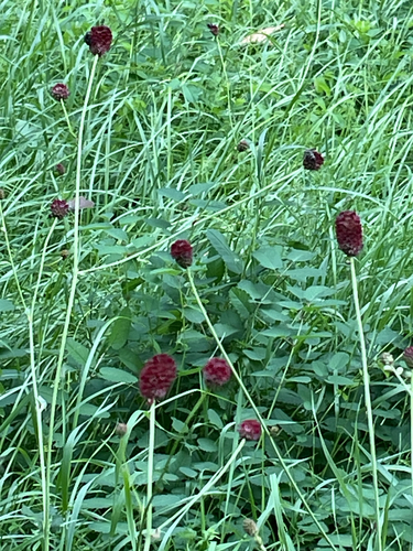 Sanguisorba officinalis