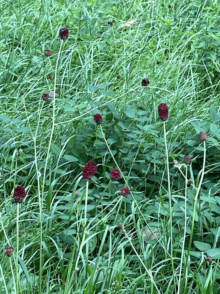 Sanguisorba officinalis, Goethesteig, Markkleeberg, Saxony, DE