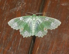 Eucyclodes fascinans