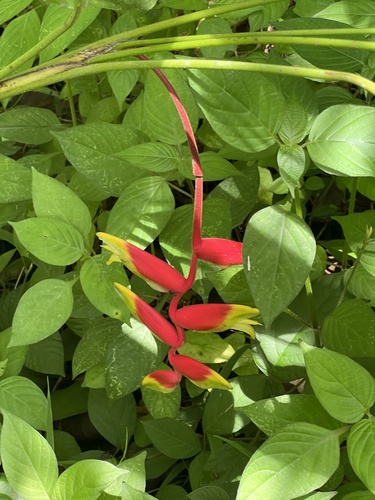 Hanging Lobster Claw Heliconia