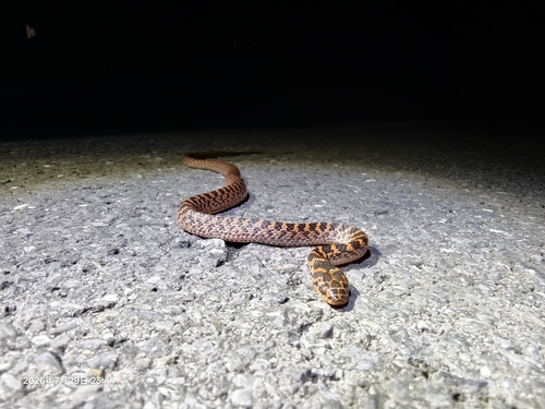 Red-banded Snake
