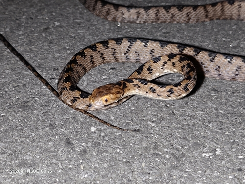 Kelung Cat Snake
